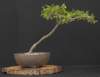 bonsai27_small.jpg