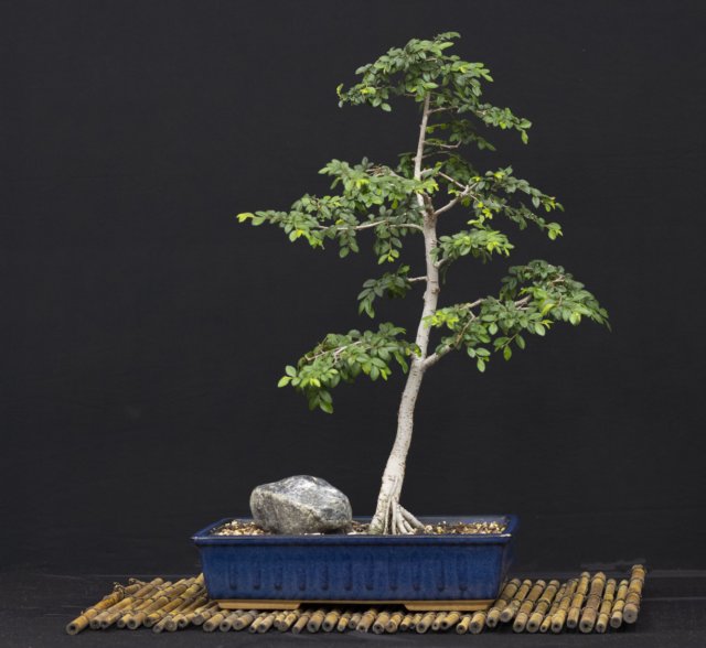 bonsai30.jpg