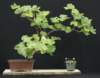 bonsai3_small.jpg