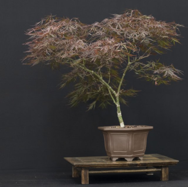 bonsai4.jpg