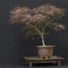 bonsai4_small.jpg