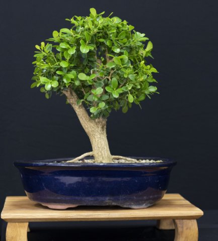 bonsai5.jpg