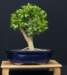 bonsai5_small.jpg