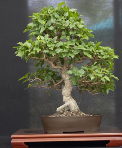 bonsai8.jpg