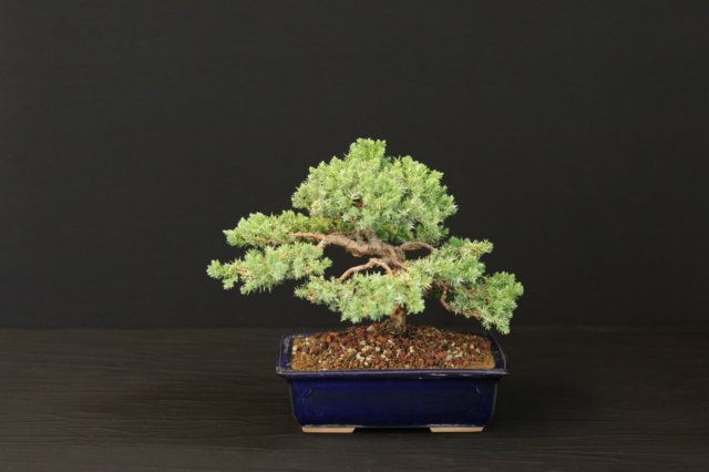 bonsai1.jpg