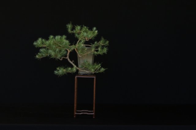 bonsai10.jpg