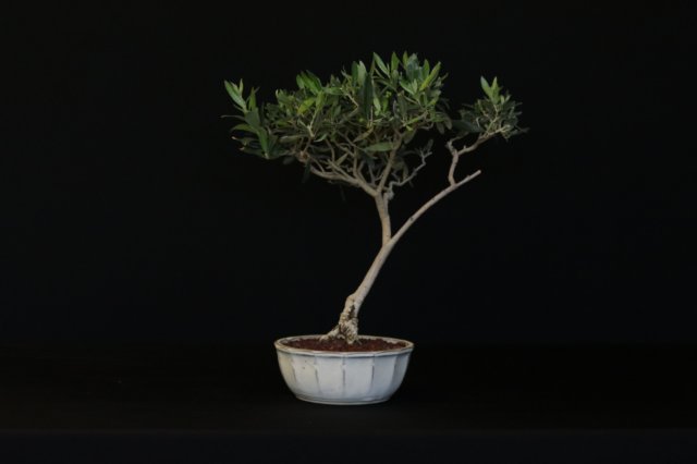 bonsai11.jpg