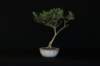 bonsai11_small.jpg