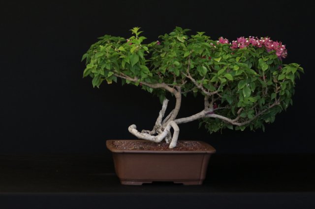 bonsai12.jpg