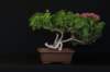 bonsai12_small.jpg