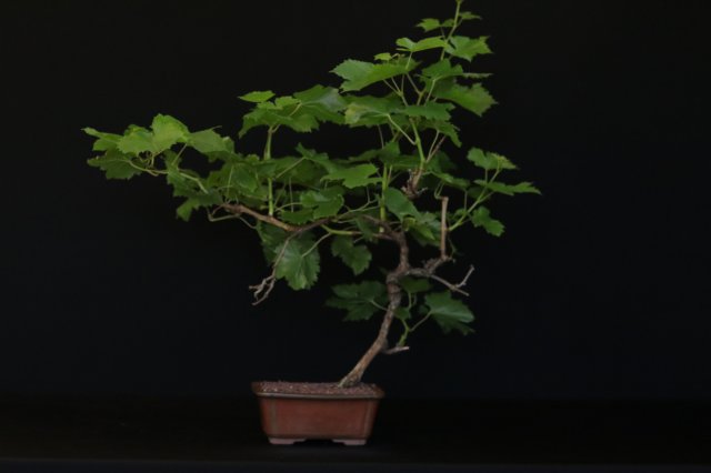 bonsai15.jpg