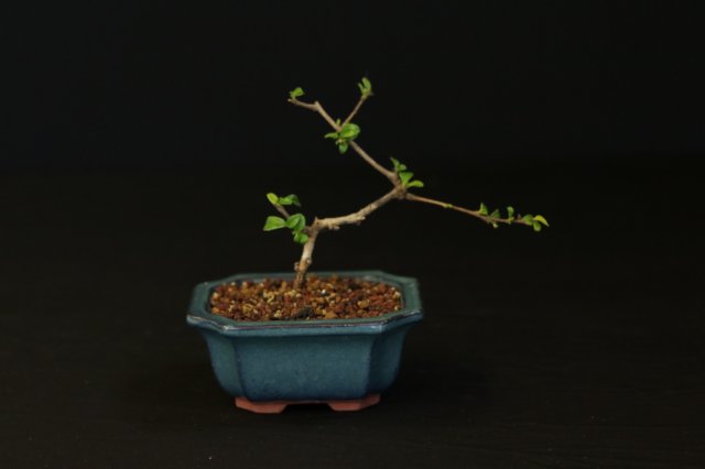 bonsai16.jpg