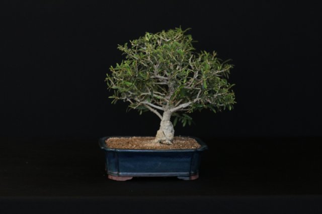 bonsai17.jpg