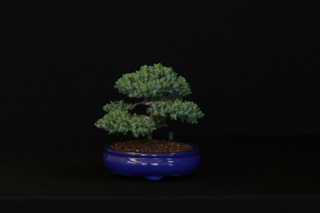 bonsai18.jpg