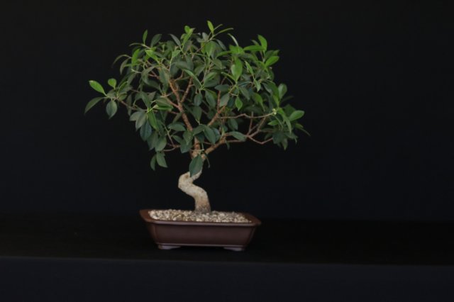 bonsai19.jpg