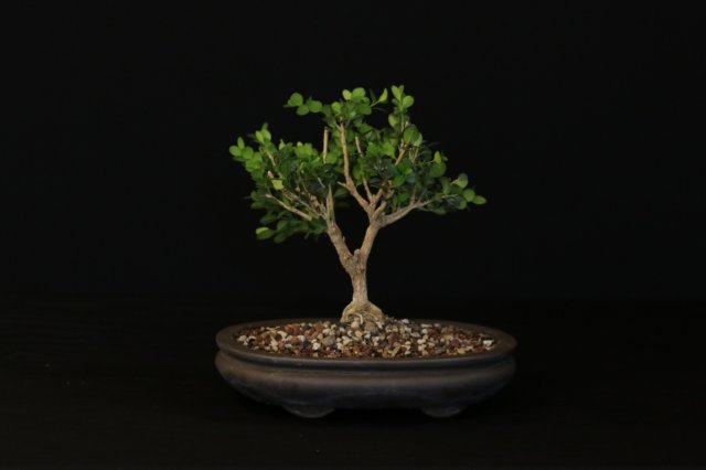 bonsai2.jpg