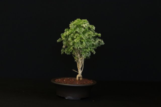 bonsai20.jpg