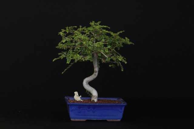 bonsai23.jpg