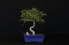 bonsai23_small.jpg