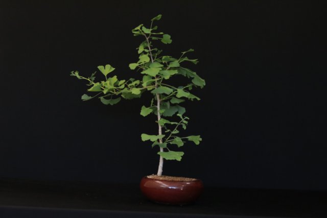 bonsai25.jpg