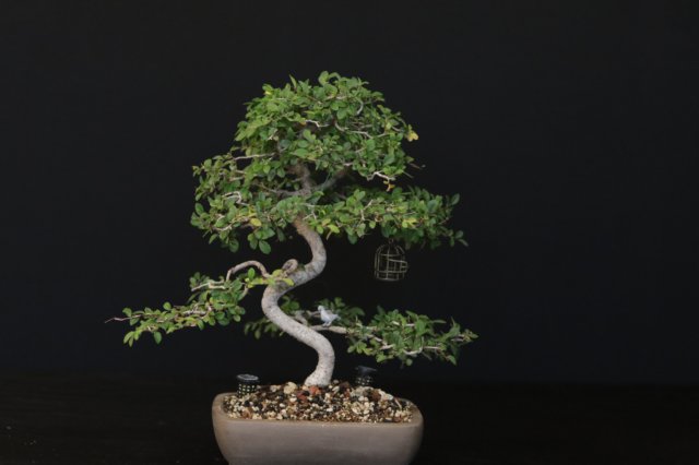 bonsai30.jpg