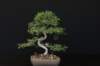 bonsai30_small.jpg