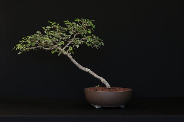 bonsai31.jpg