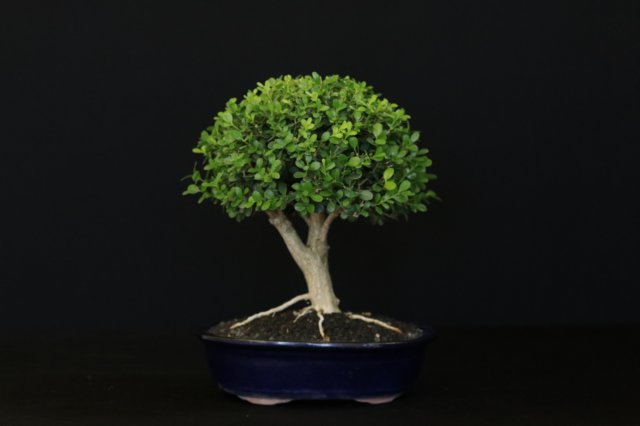 bonsai33.jpg