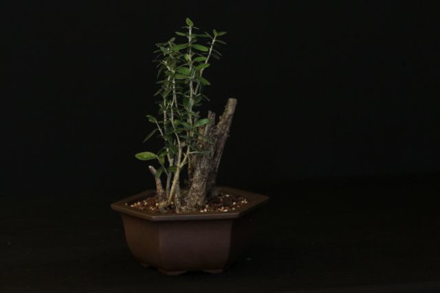 bonsai35.jpg