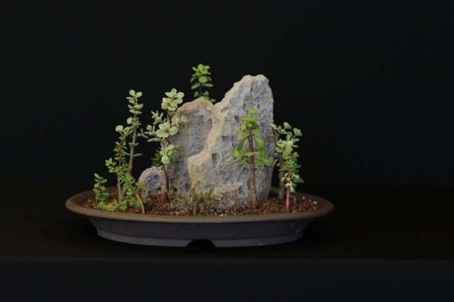 bonsai37.jpg