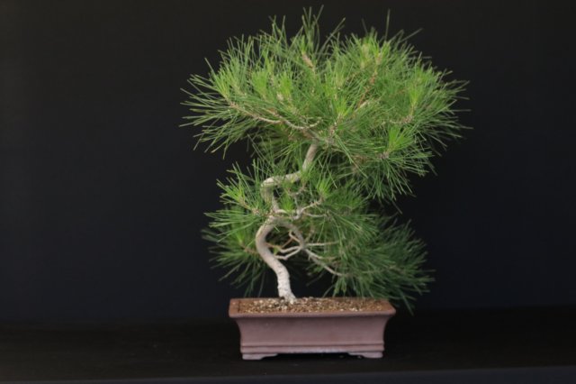 bonsai39.jpg