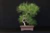 bonsai39_small.jpg