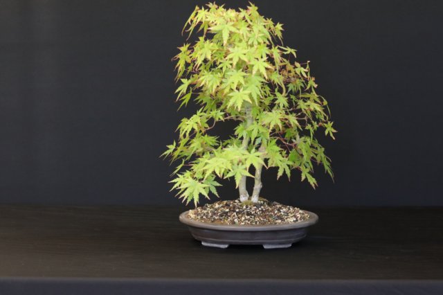 bonsai4.jpg