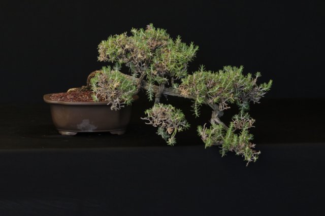 bonsai41.jpg