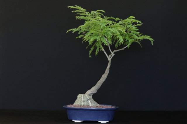 bonsai5.jpg