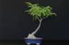 bonsai5_small.jpg