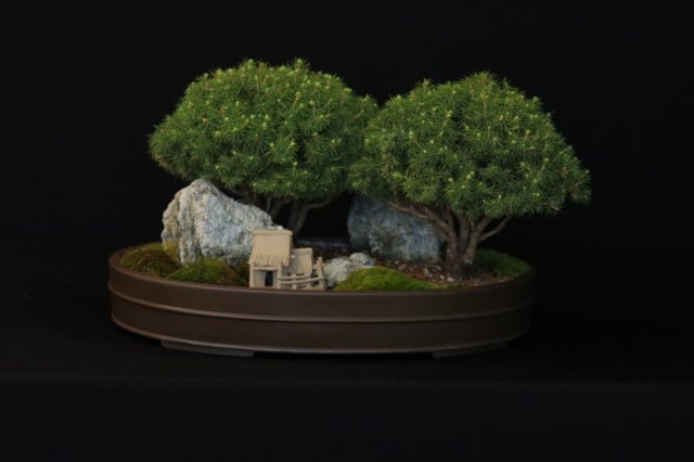 bonsai9.jpg