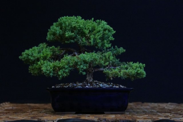 bonsai1.jpg