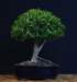 bonsai10_small.jpg
