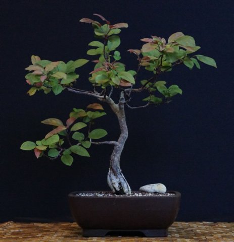 bonsai11.jpg