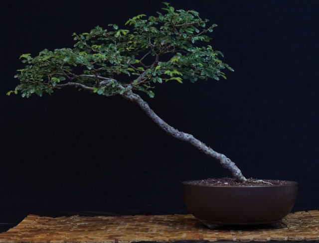 bonsai13.jpg