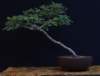 bonsai13_small.jpg