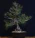 bonsai14_small.jpg