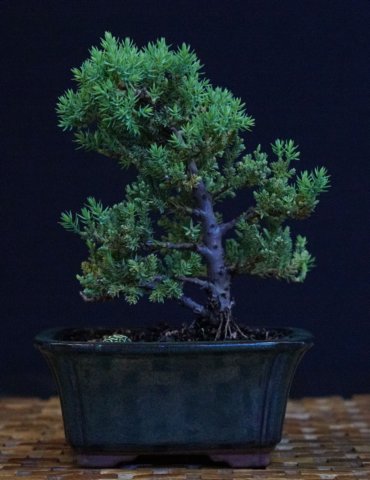 bonsai15.jpg