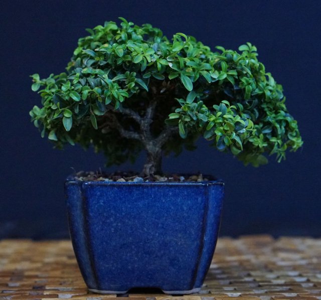 bonsai17.jpg