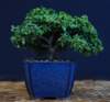 bonsai17_small.jpg