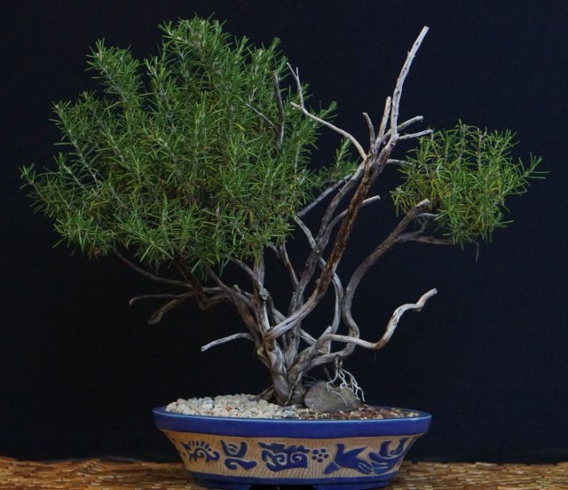 bonsai18.jpg