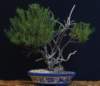 bonsai18_small.jpg