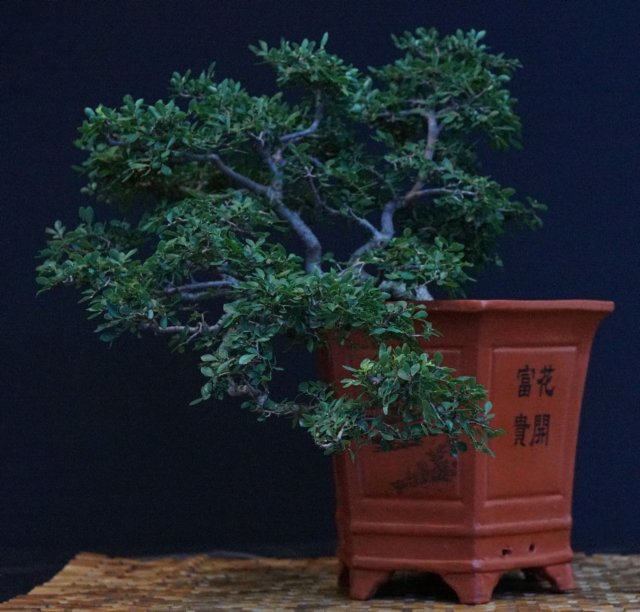 bonsai19.jpg