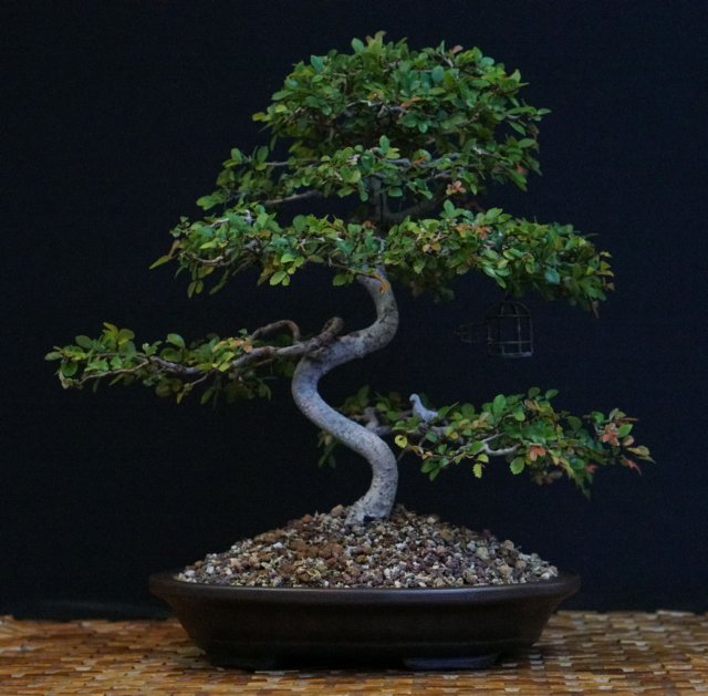 bonsai2.jpg